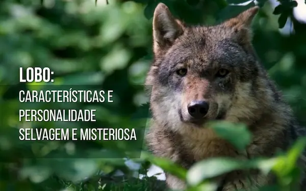 A Alma do Lobo: Instinto, Força e Mistério na Natureza Selvagem 25 Green and White Natural Wildlife in Danger Video